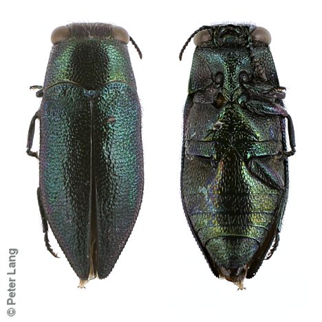 Pseudanilara sp. Blue-green pilose, PL4469, female, SE, 5.3 × 2.2 mm